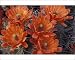 Photographic Prints of NA, USA, Arizona, from Danita Delimont