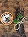 Sally Snacks Jerky Dog Treat, 3 oz