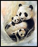Panda Bear Bamboo Enchantment Quality Framed Art Poster Print (Unframed and Wood-Mounting also available) - 16" X 20"