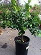 Tango Mandarin Orange Tree Dwarf Five Gallon--Seedless