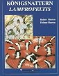 K�nigsnattern. Lampropeltis