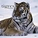 Tigres / Tigers 2005 Wall Calendar