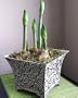 Amaryllis Red Lion in a Large Scroll-work Metal Pot