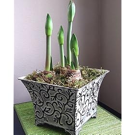 Amaryllis Red Lion in a Large Scroll-work Metal Pot