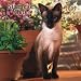 Siamese Cats 2007 Calendar by Browntrout Publishers