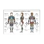 Fitnus Male Exercise/Muscle Guide