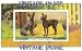 6 x 4 (15cm x 10cm) Art Greetings Card Dogs African Hairless Terriers Vintage Image