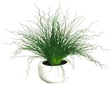 Curly Pencil Grass Silk Plant w/ White Vase