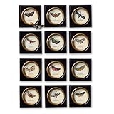 IMAGE OF Two's Company Wonderful Wings Butterfly Wall Art Prints in Gold Trim Frame with Convex Glass, Set of 12