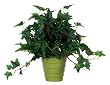 Artificial English Ivy in Olive Green Ceramic