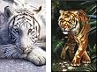 Double Deck Bridge Playing Cards - Tigers on the Prowl