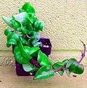 Hindu Rope Plant - Hoya carnosa compacta - 2 1/2" pot