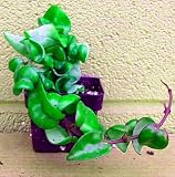 Hindu Rope Plant - Hoya carnosa compacta - 2 1/2 pot