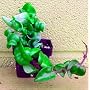 Hindu Rope Plant - Hoya carnosa compacta - 2 1/2" pot