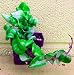Hindu Rope Plant - Hoya carnosa compacta - 2 1/2" pot