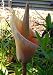 Pink Devil's Tongue Voodoo Lily Amorphophallus 10 Seeds