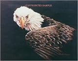 Eagle Study - Drawing by Cindy Farmer