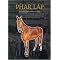 Horse Books and Movies You Must Read and See