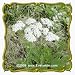 White Yarrow (Achillea millefolium) Jumbo Wildflower Seed Packet - 2000 Seeds