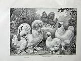 1902 Lewis Wright Poultry Frizzled Fowls Silkies Sultan