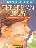 The human body