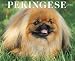 Just Pekingese 2007 Calendar