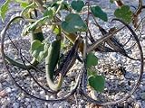 Rare Carnivorous Devils Claw Plant 20 Seeds-Proboscidea