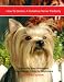 yorkshire terrier - How to Groom A Yorkshire Terrier Perfectly: A Step by Step Instruction Guide for Beginners