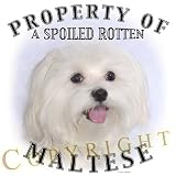 Maltese 