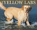 Just Yellow Labs 2007 Calendar