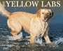 Just Yellow Labs