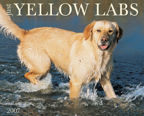 Just Yellow Labs 2007 Calendar