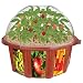 Dunecraft White Box Gardens - Peppers