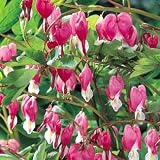 Amazon / Hirts: Perennials; Bleeding Heart: Old Fashioned Bleeding Hearts - Dicentra spectabilis - Potted