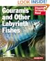 Gouramis and Other Labyrinth Fishes