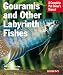 Gouramis and Other Labyrinth Fishes