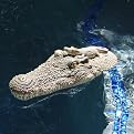Crocodile Body Float – 20-1/2”