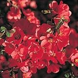 1 Quince, Red Flowering 1 1/2 - 3' branched bareroot bush