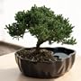 Zen Reflections Juniper Bonsai