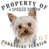 Yorkshire Terrier Yorkie 
