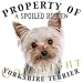 yorkshire terrier - Yorkshire Terrier Yorkie 