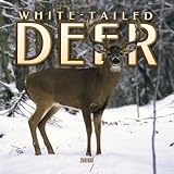 White-tailed Deer Mini 2005 Calendar
