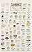 California Coastal Invertebrates (Mac's Guides)