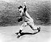 Whitey Ford New York Yankees 8x10 Photo (Pitching - Stretch)