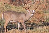 Tru-Life Paper Targets - Deer Rut
