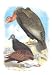 California Condor Turkey Buzzard and Carrion Crow 12x18 Giclee on canvas