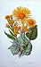 C1870 Anne Pratt Plants Fleawort Leopards Bane Flowers
