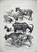 1883 Goat Show Crystal Palace Kid Horned Hornless Print