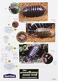 The woodlouse name trail : a key to common woodlice