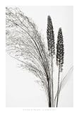 Broom Grass Steven Meyers 28x40